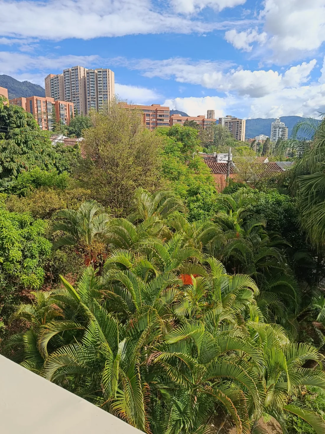 Vista sobre palmas y árboles hacia edificios de ladrillo y la montaña, con cielo azul y nubes.